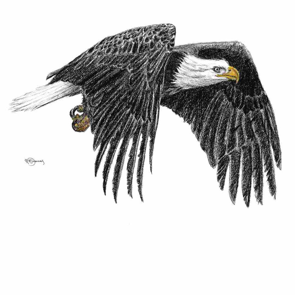 Bald Eagle - greeting card - LE NID atelier