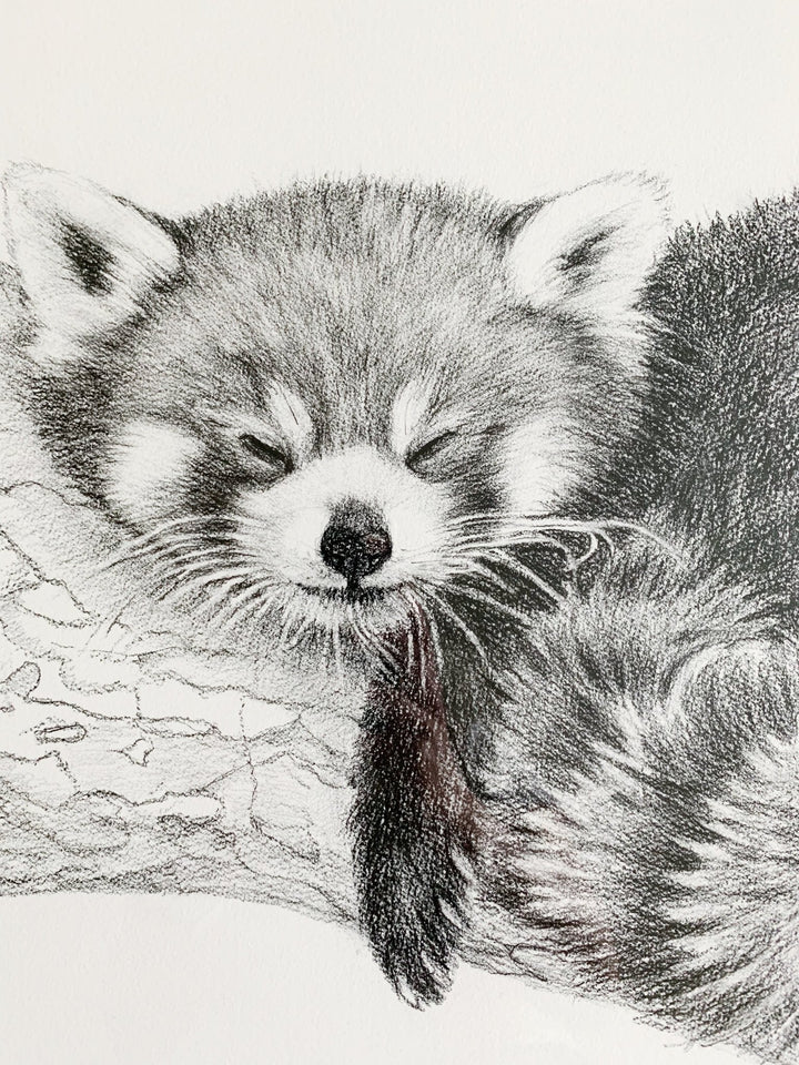 ORIGINAL ARTWORK - Red Panda - From the Zoo de Granby Collaboration - LE NID atelier