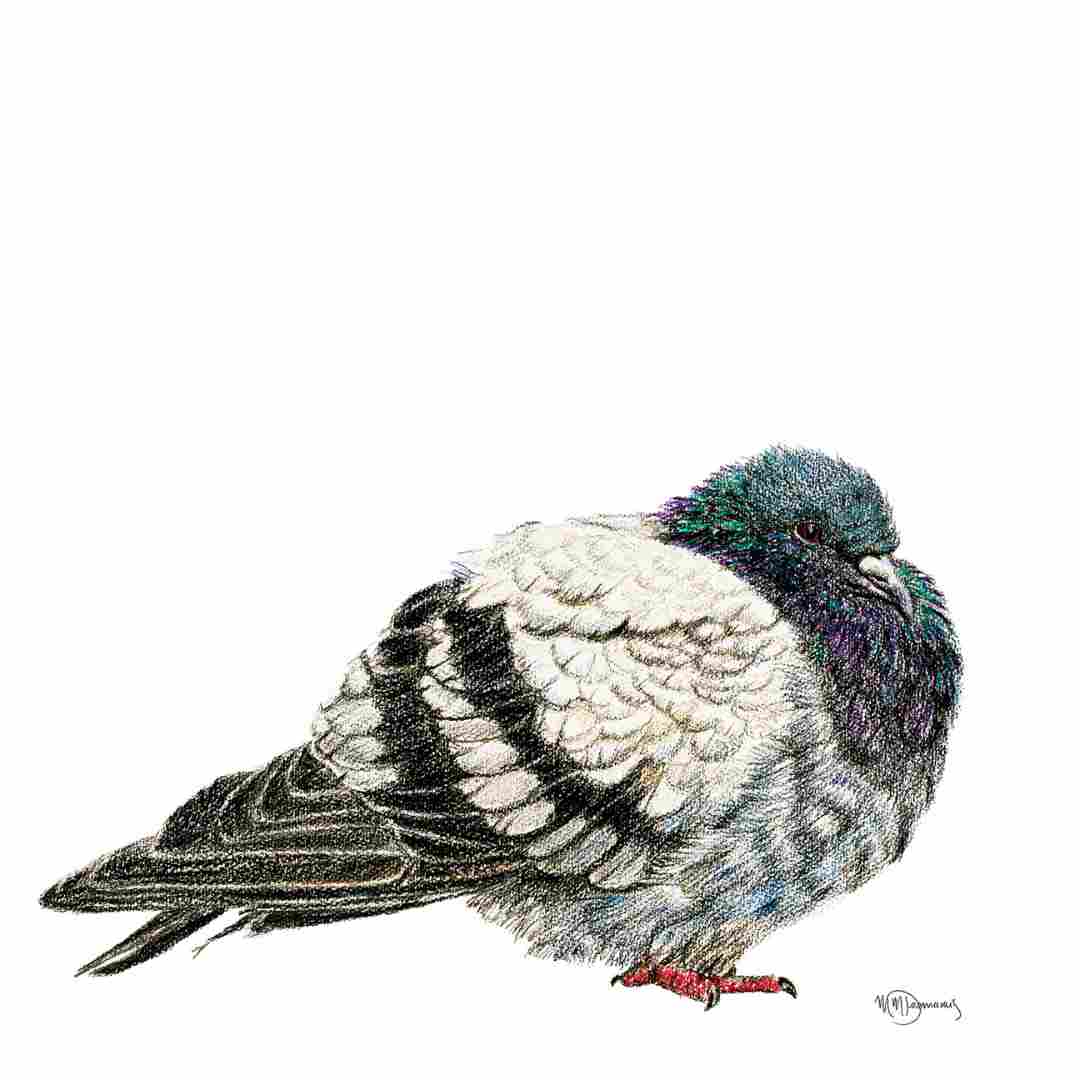 Pigeon - greeting card