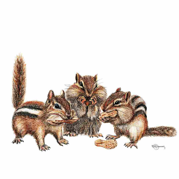 3 Tamias Rayés - Illustration colorée
