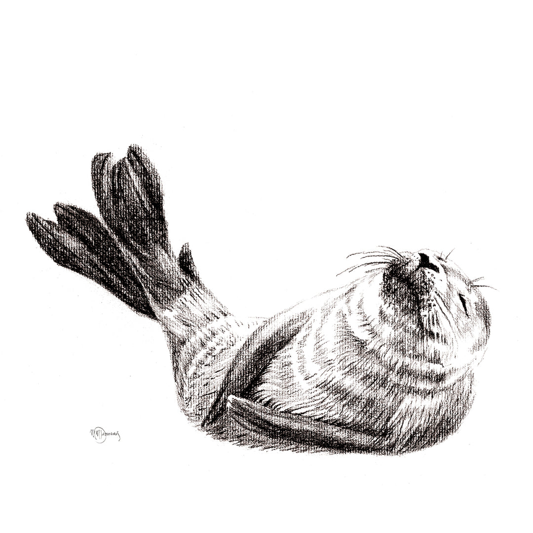 Cute Baby Seal,  Black and White Nursery Wildlife Art Print