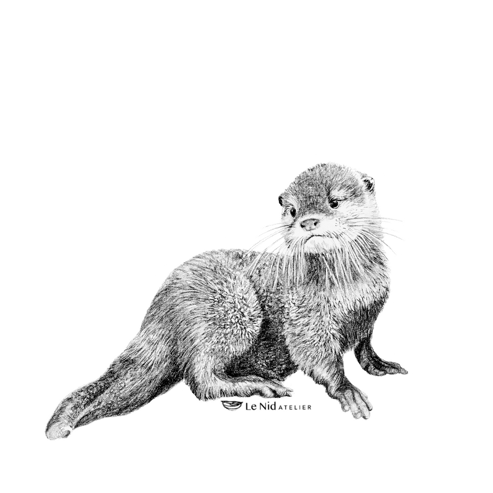 Baby Otter Magnet - LE NID atelier