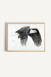 Bald Eagle, canvas print