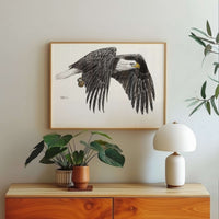 Bald Eagle - Animal Art Print