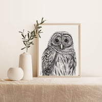 Chouette Rayée - Affiche - animaux de la forêt