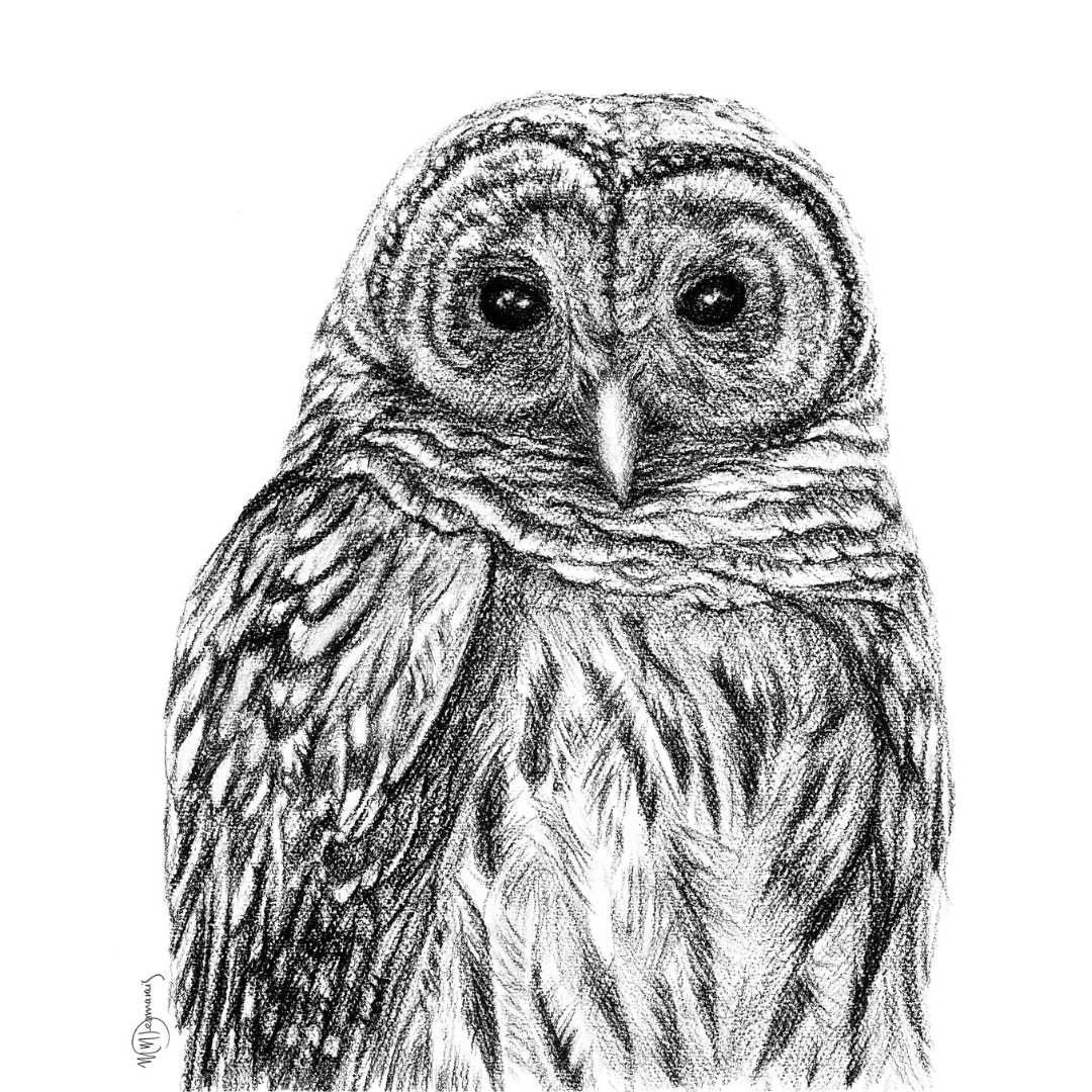Barred Owl - greeting card - LE NID atelier