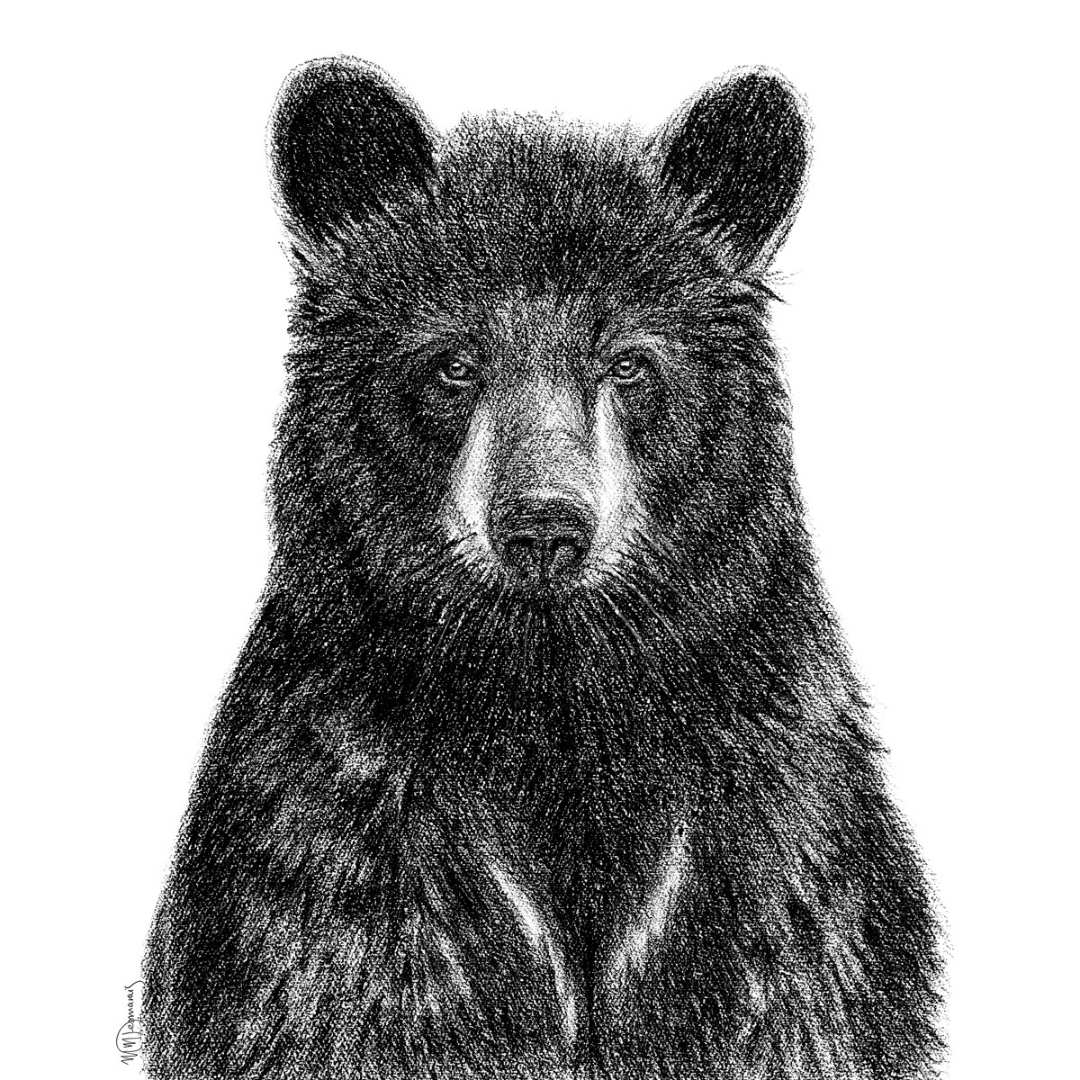 Black Bear Portrait - LE NID atelier