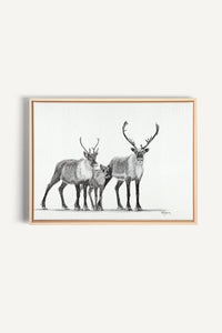 Caribous Family, canvas print