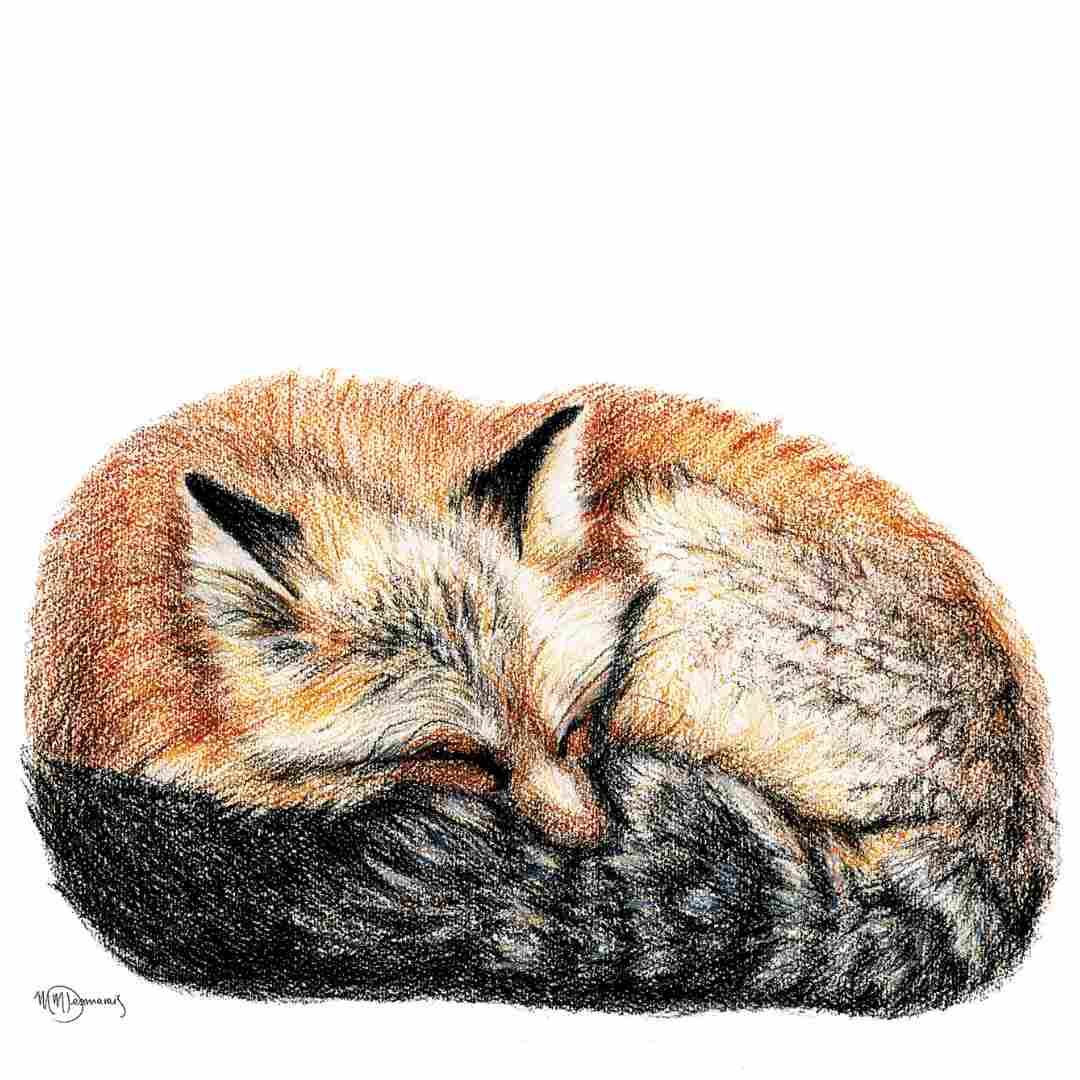 Fox sleeping - curled in ball - greeting card - LE NID atelier