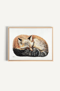 Fox sleeping curled into a ball Colored, canvas print