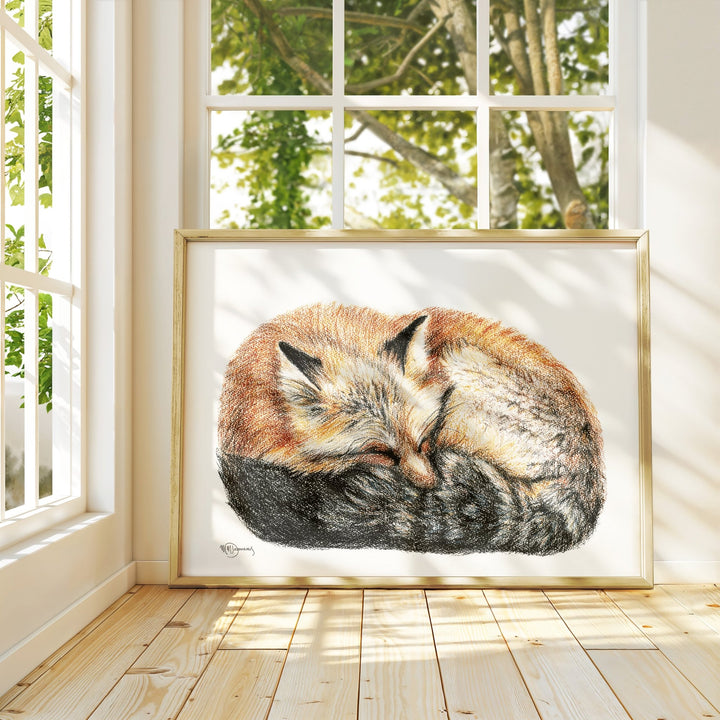 Fox sleeping - curled into a ball - Colored Illustration - LE NID atelier