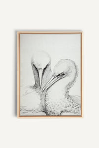Northern Gannet, canvas print