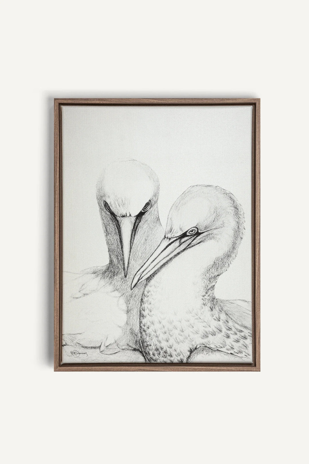 Northern Gannet, canvas print