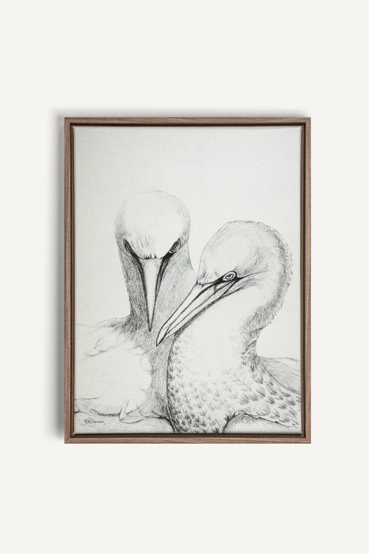 Northern Gannet, canvas print