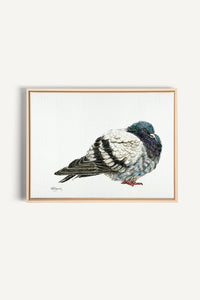 Pigeon, impression sur toile