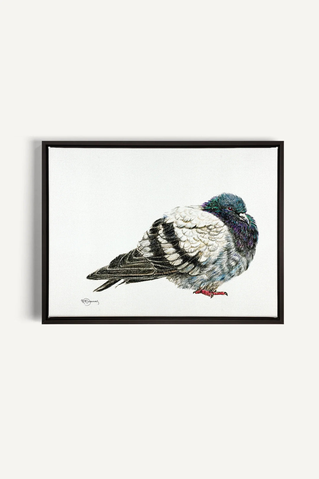 Pigeon, canvas print