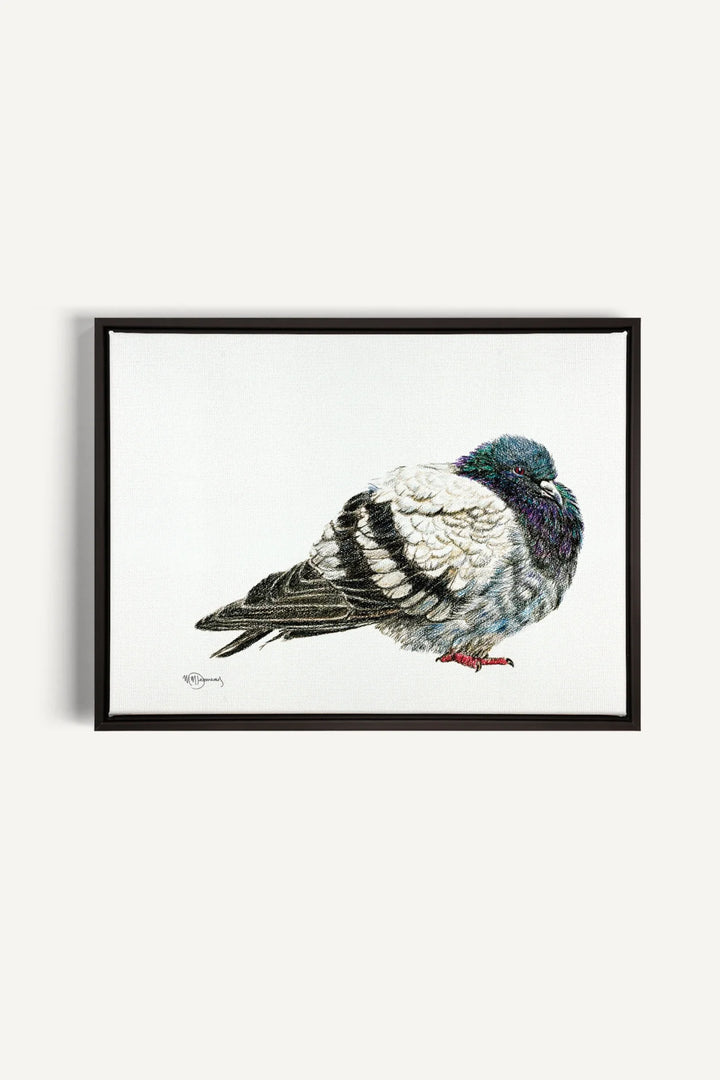 Pigeon, canvas print