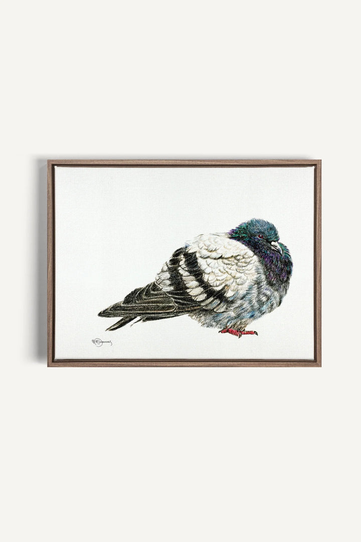 Pigeon, canvas print