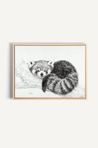 Collaboration Red Panda avec La Fondation du Zoo de Granby, impression sur toile
