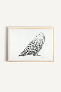 Snowy Owl, canvas print