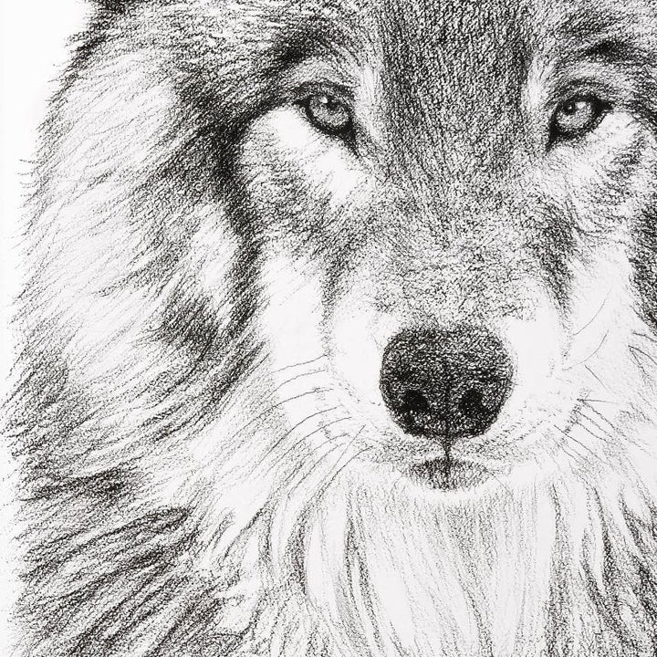 Wolf Portrait illustration - Rigid Framed Canvas - LE NID atelier