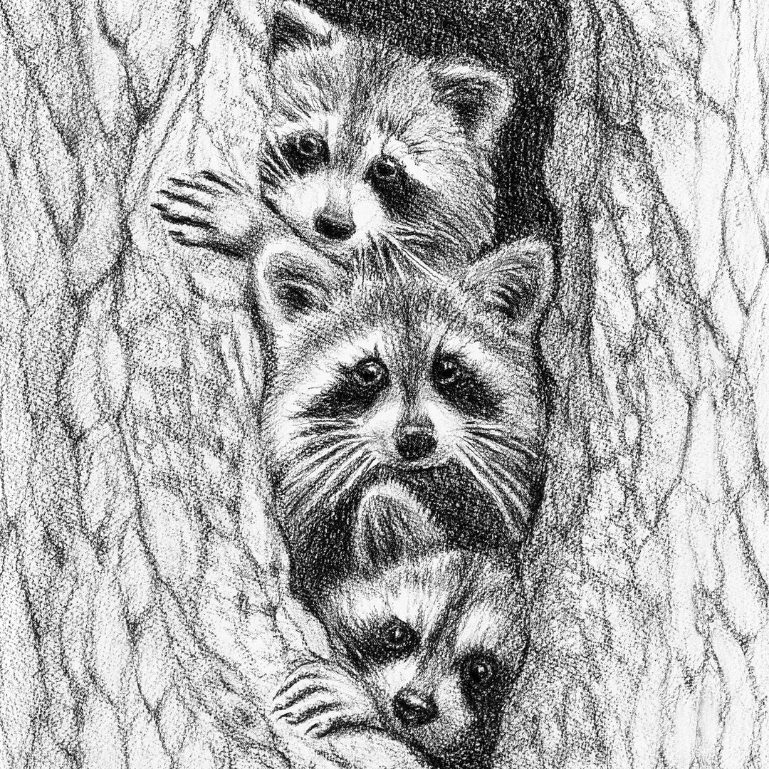 3 Raccoon in a tree - greeting card - LE NID atelier