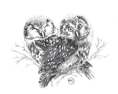 Two Northen-Saw-Whet owls in love illustration