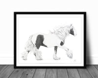 Cheval "Cob Gypsy" - illustration