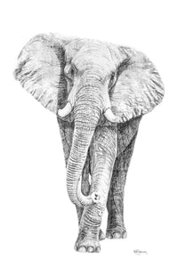 Éléphant Illustration - cadre déco animaux noir et blanc