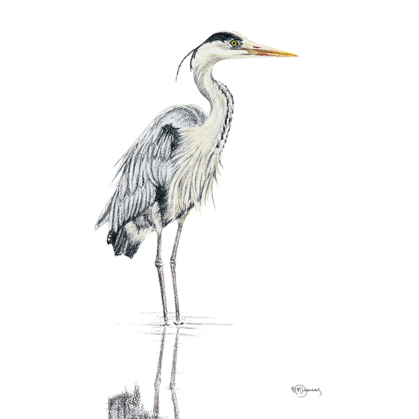 Great Blue Heron walking in water NO 1 - illustration - LE NID atelier