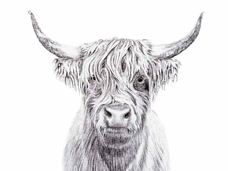 Highland Cow Portrait - LE NID atelier