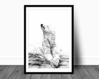 Polar Bear Sunbath - wildlife art Print