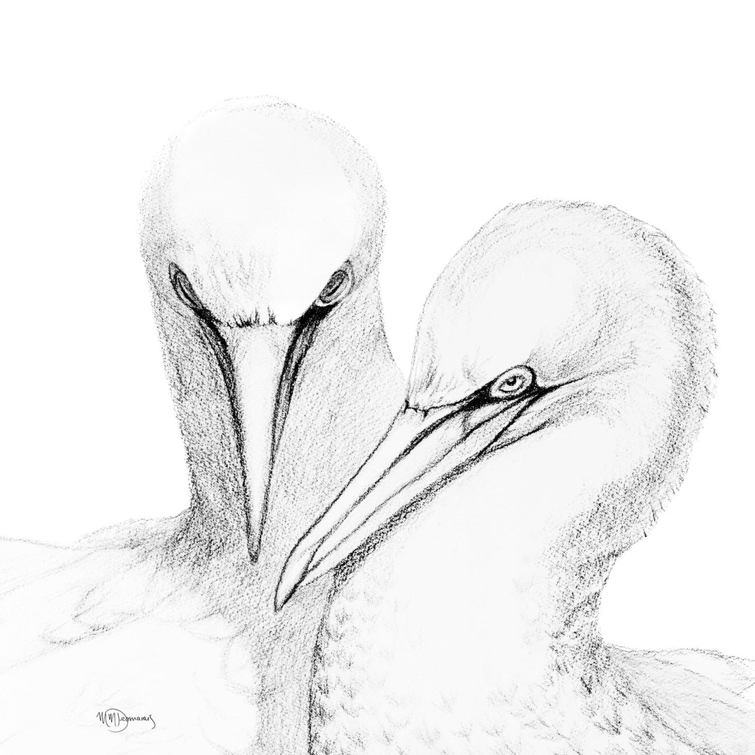 Northern Gannet - illustration - LE NID atelier