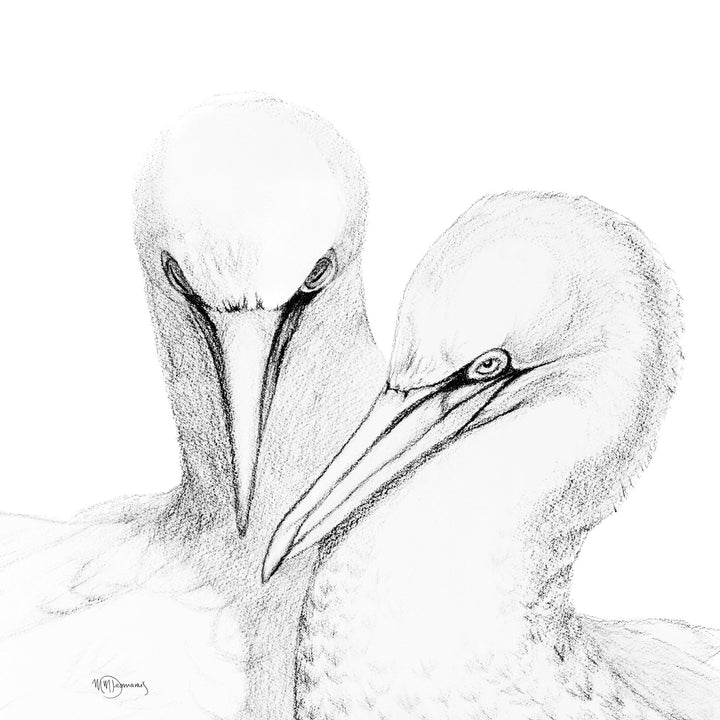 Northern Gannet - illustration - LE NID atelier