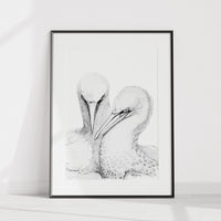 Fous de Bassan - Illustration