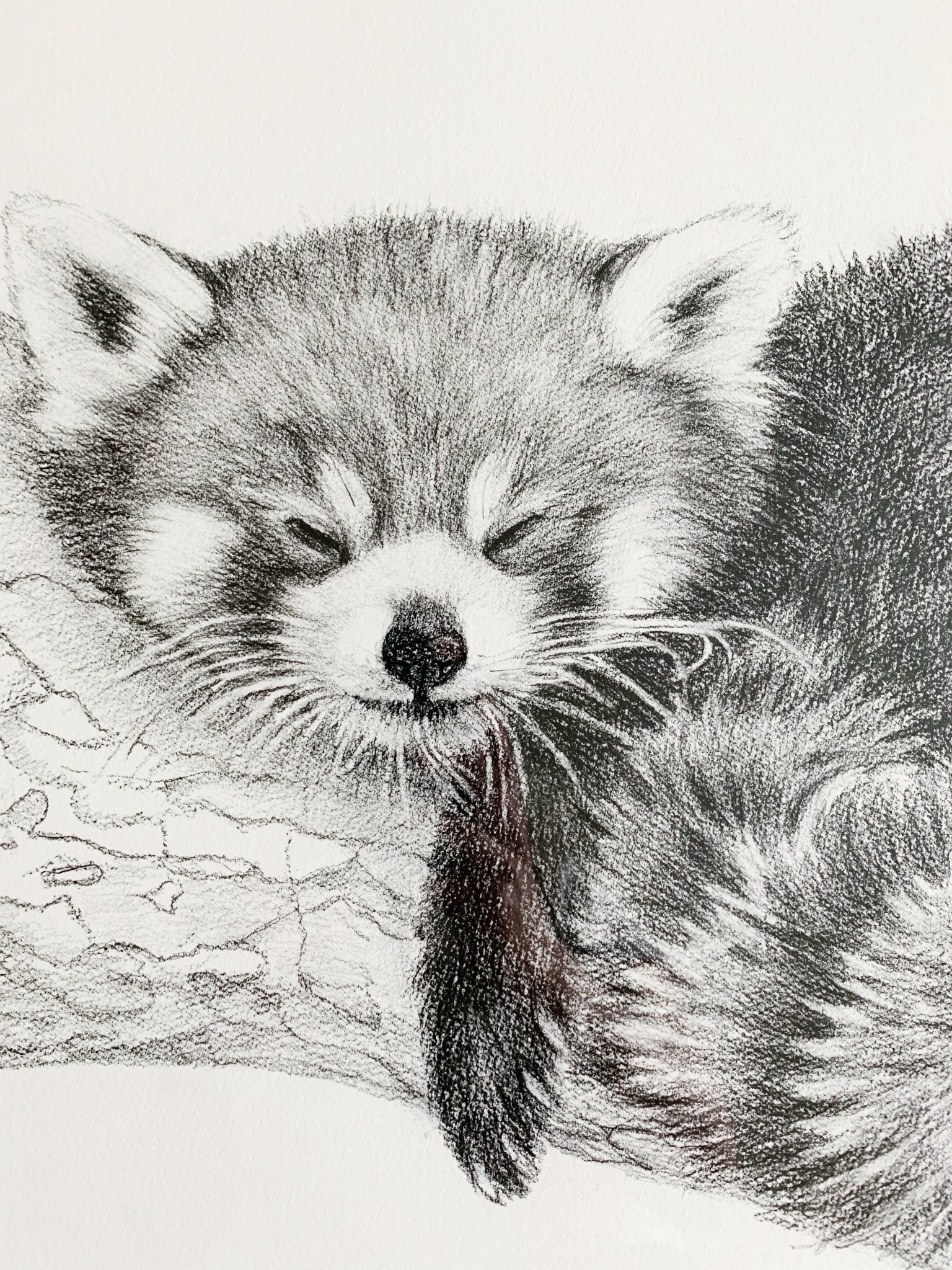 SOLD_ORIGINAL ARTWORK - Red Panda - From the Zoo de Granby