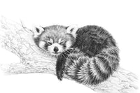 Panda Roux illustration - cadre déco animaux noir et blanc