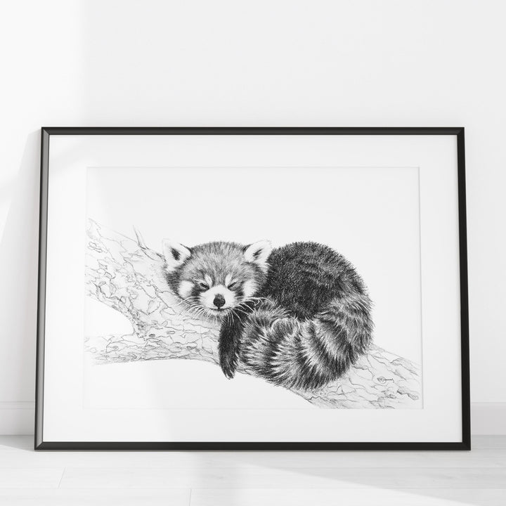 Red Panda illustration - 25% of Profit go to La Fondation du Zoo de Granby - LE NID atelier