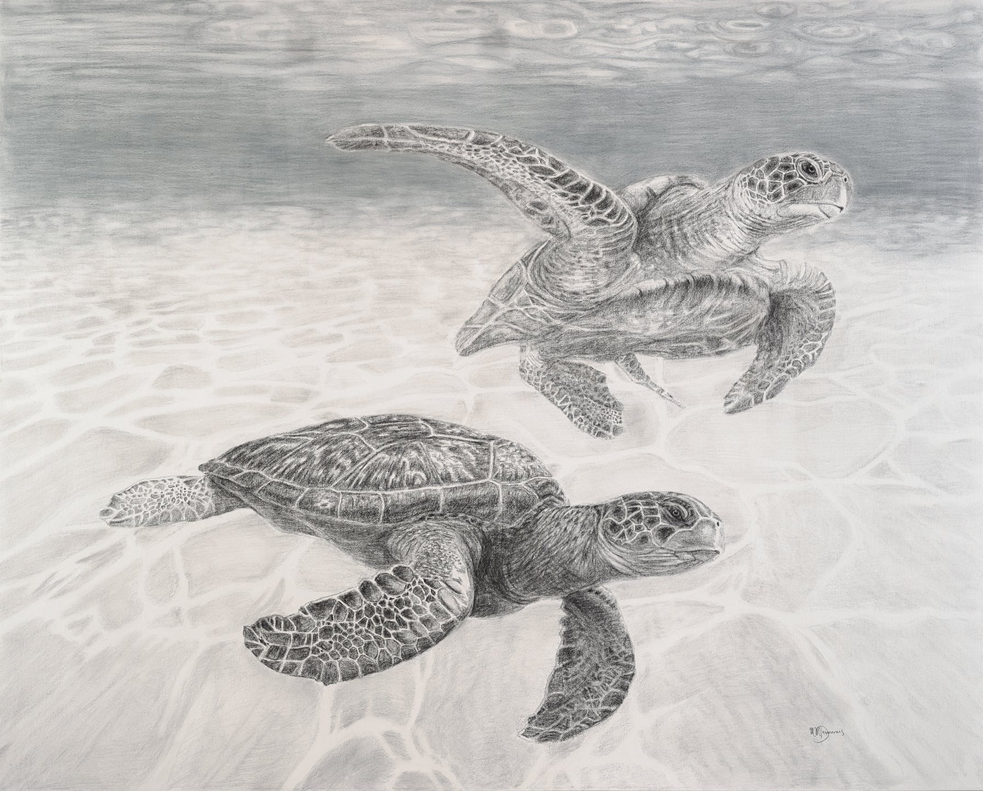 Sea Turtles Illustration - "Social Animal" Collection - LE NID atelier