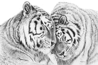 Tigres de l'amour - affiche -  cadre déco animaux noir et blanc